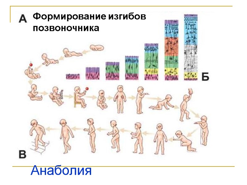 Формирование изгибов позвоночника Анаболия Формирование изгибов позвоночника Анаболия